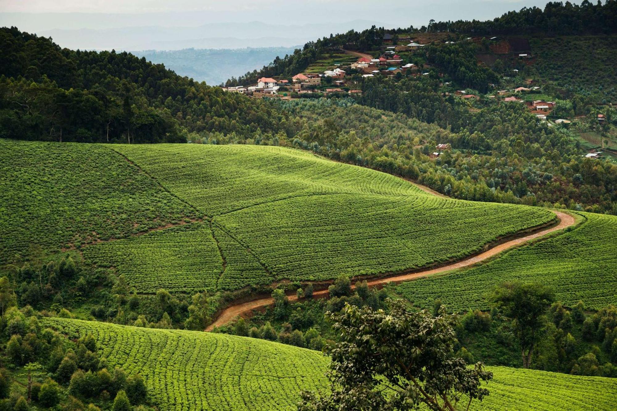 One&Only Nyungwe House Villa Rwumba Екстериор снимка