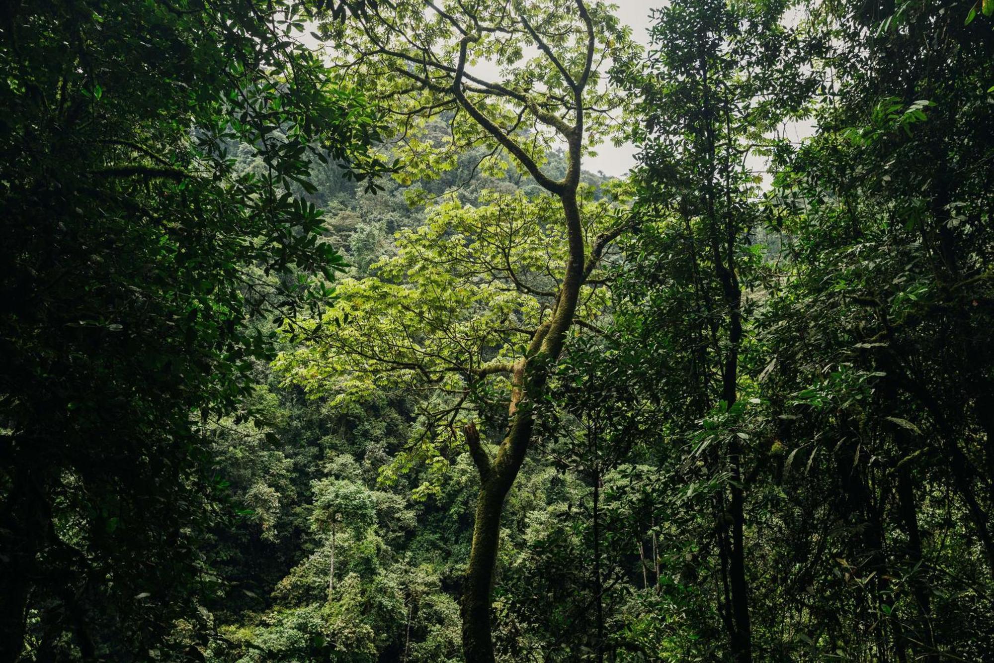 One&Only Nyungwe House Villa Rwumba Екстериор снимка