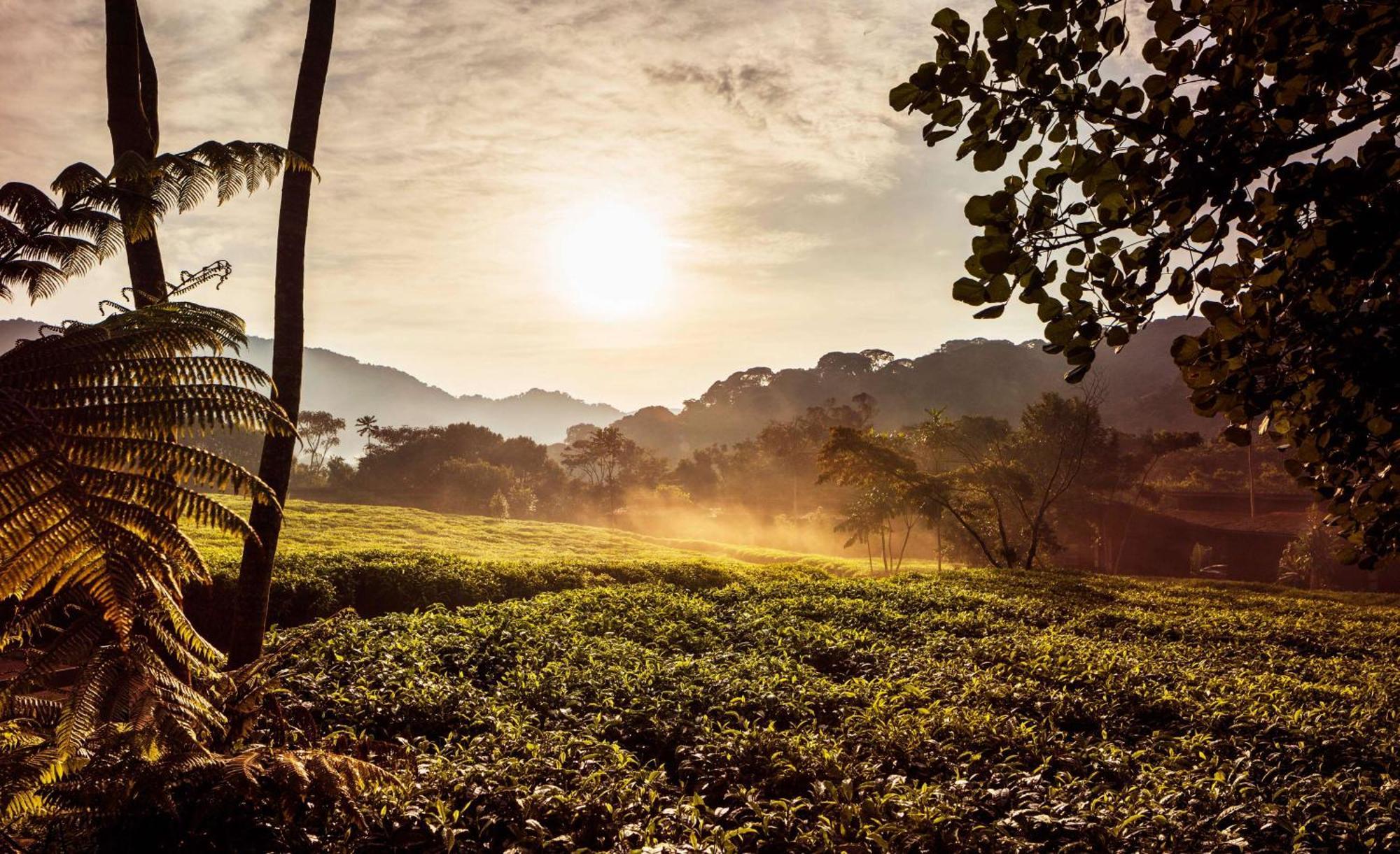 One&Only Nyungwe House Villa Rwumba Екстериор снимка